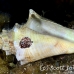 crab_hermit_ep_jar_h_0050_cub2655.jpg